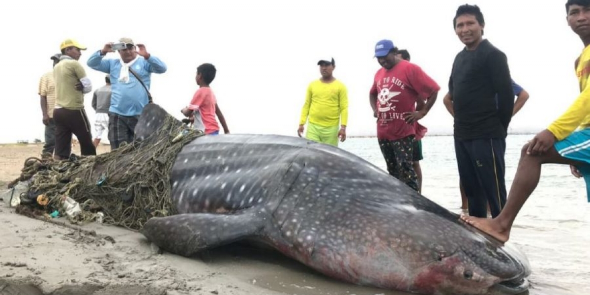 Encuentran tiburón ballena muerto en La Guajira