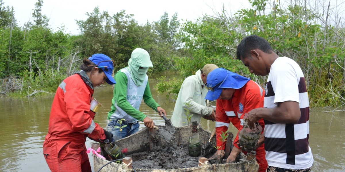Cortesía restauración de manglar en la ciénaga Grande