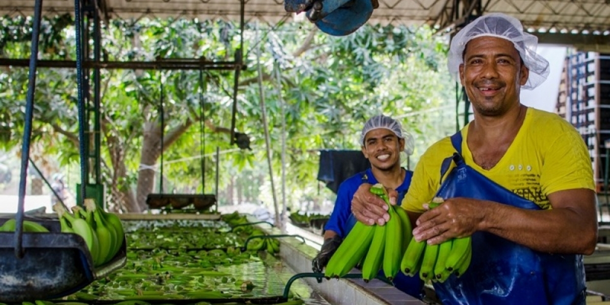 En el Magdalena y La Guajira se generan 15.000 empleos directos y 35.000 indirectos en el sector bananero.