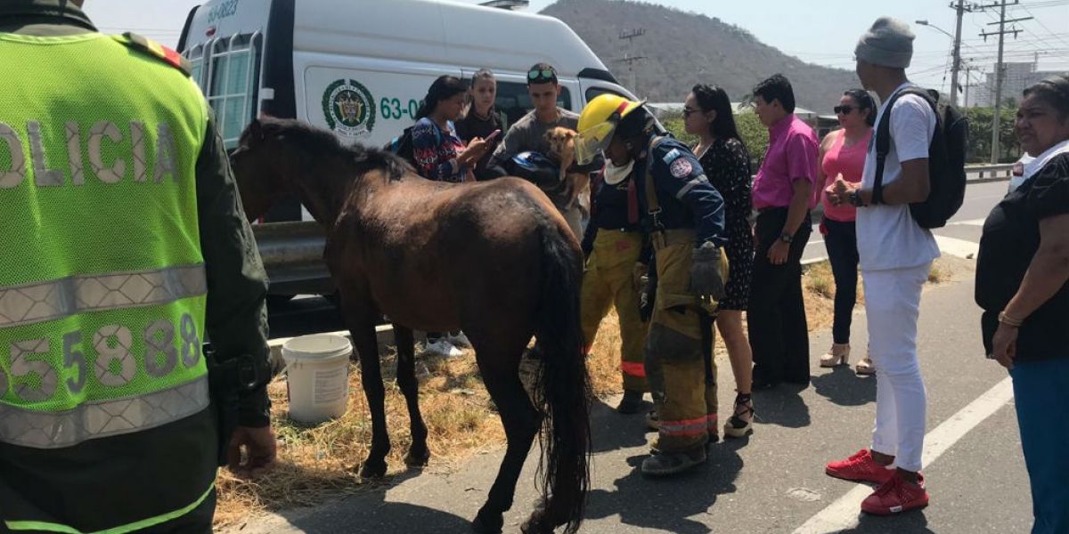 Imagen para ilustrar nota - caballo herido en la Troncal.