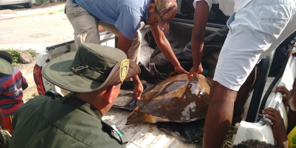 Zona Cero Rescate de tortuga Carey