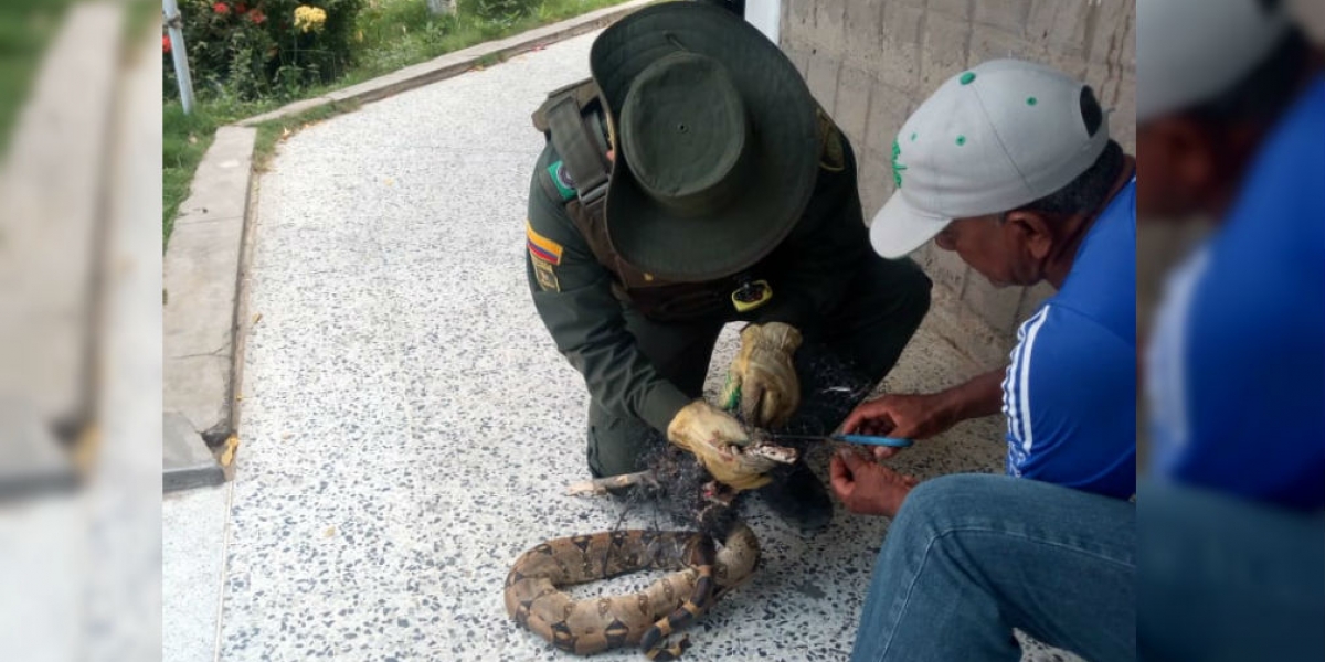 Cortesía Boa constrictor atrapada en desechos de basura.