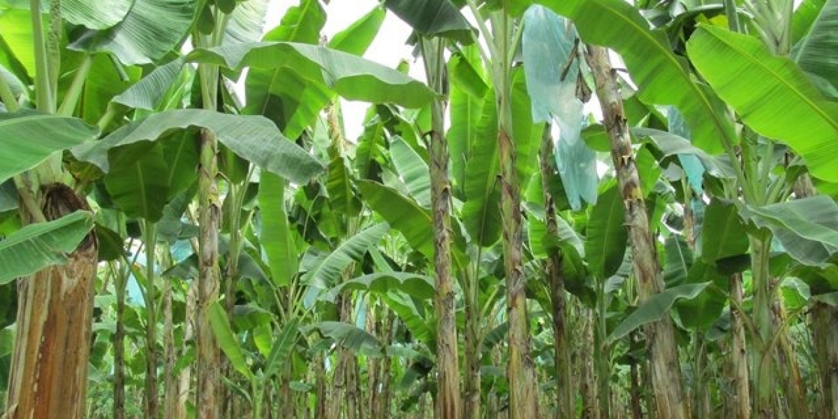 ICA El banano ocupa el tercer renglón de las exportaciones del sector agrario en Colombia.
