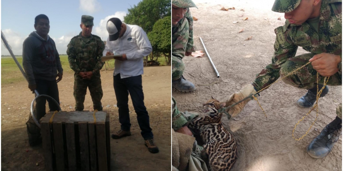 Twitter @COL_EJERCITO Rescate de tigrillo