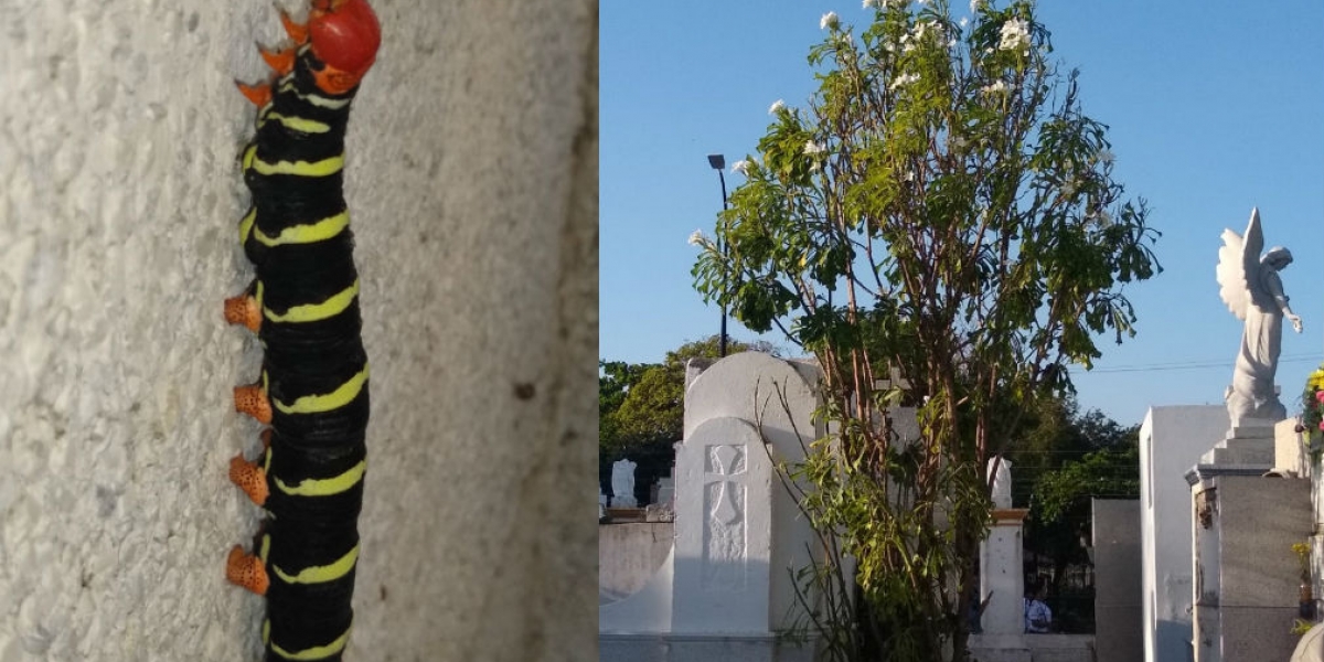 La oruga Esfinge de Tetrio (Pseudosphinx tetrio) ha 'invadido' el cementerio San Miguel.