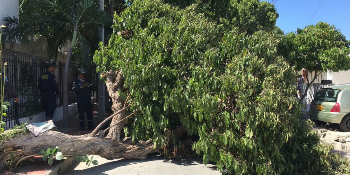 Uno de los árboles que ha caído en Santa Marta.