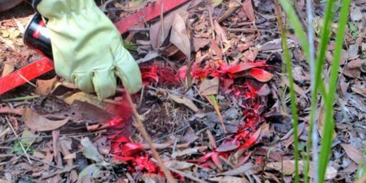 Imagen de referencia