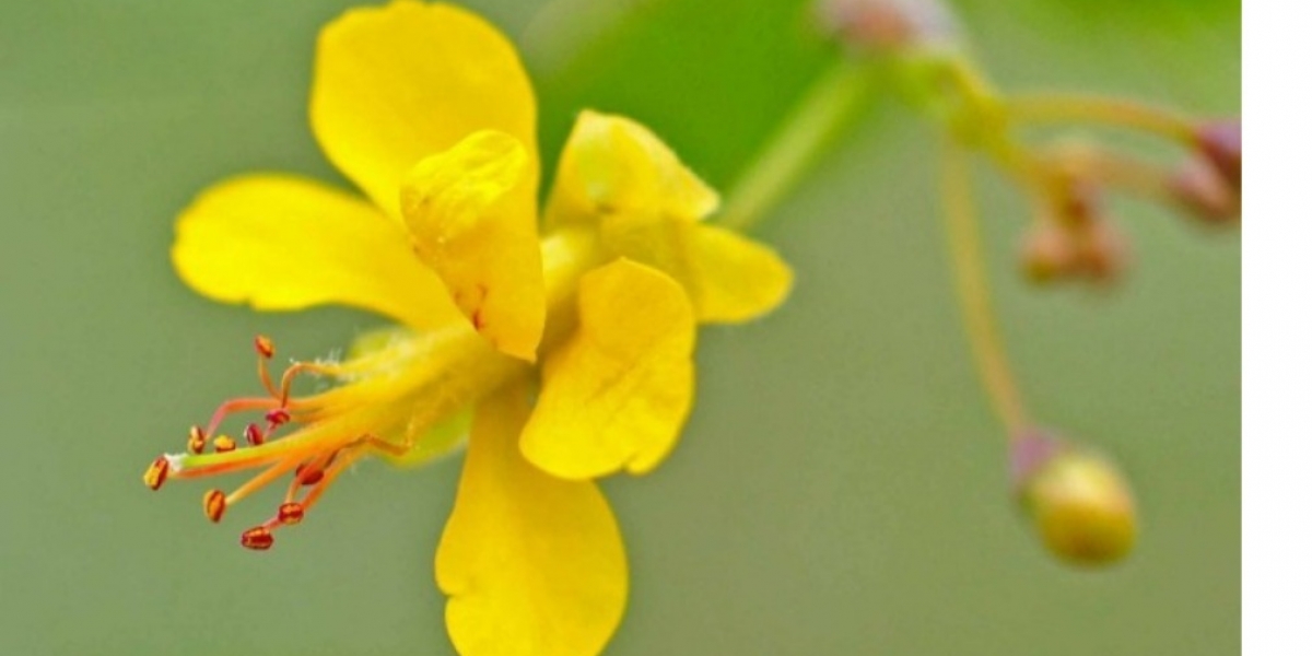 Cortesía Conoce las especies naturales que adornan nuestra ciudad.