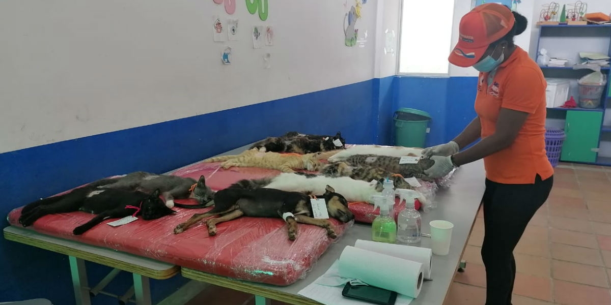Alcaldía de Santa Marta Esterilización felina y canina.