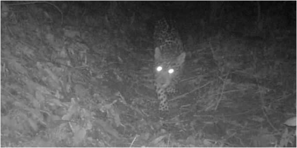 Cortesía Jaguar avistado en la cuenca del río Gaira.