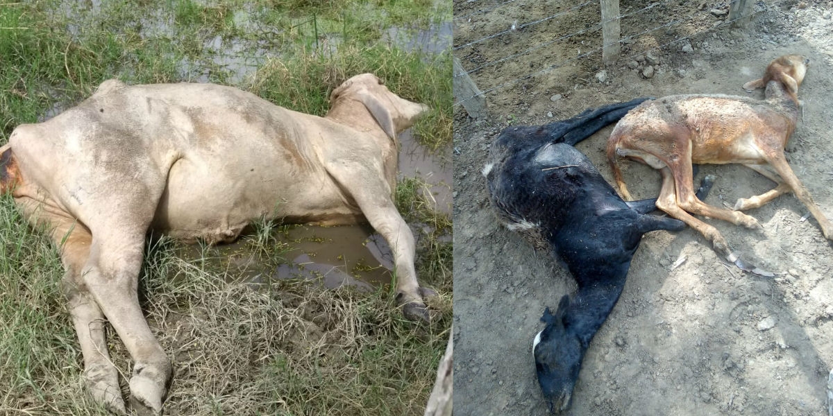 Cortesía Animales ahogados en El Retén.