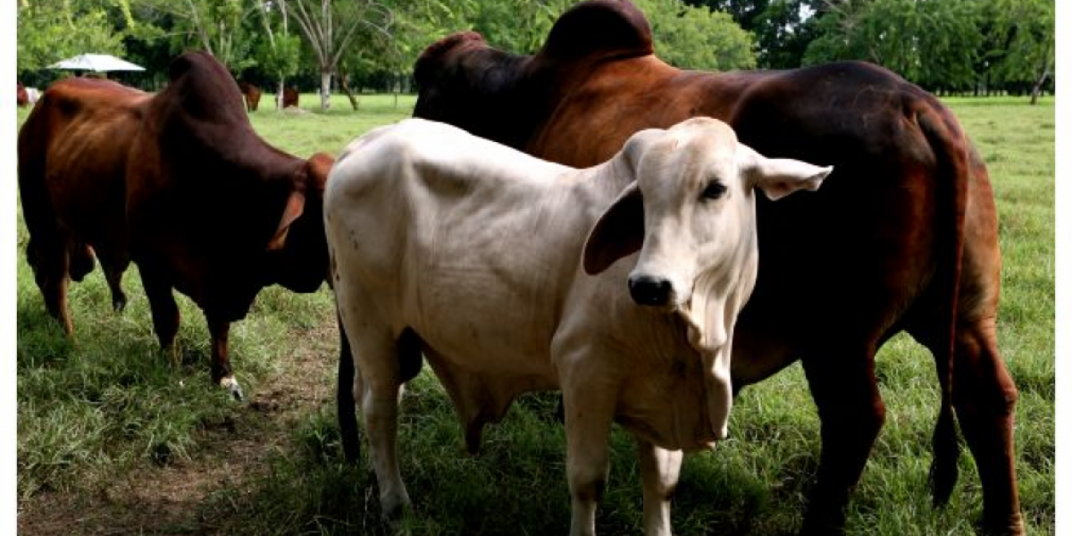 Campaña sanitaria realizada por Fedegán-FNG e ICA, ha vacunado contra la fiebre aftosa el 50,4 % del hato bovino del país.