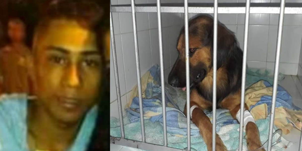Cortesía. El animal y su atacante.