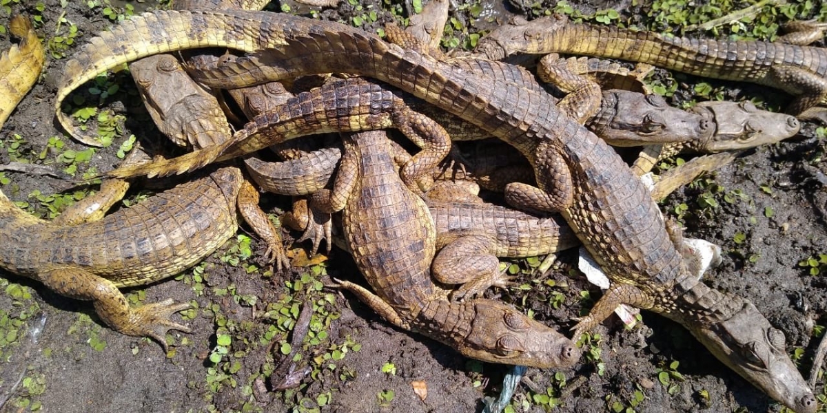 Rescate de babillas en Santa Bárbara de Pinto