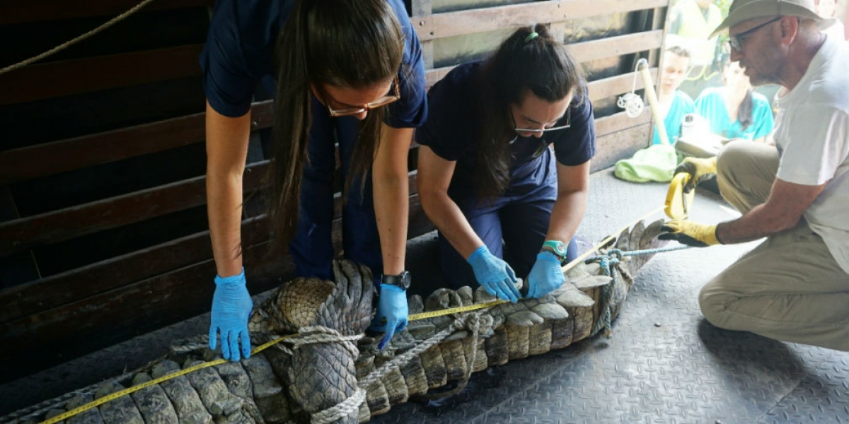 Zoológico de Barranquilla Atención del caimán en el zoológico.
