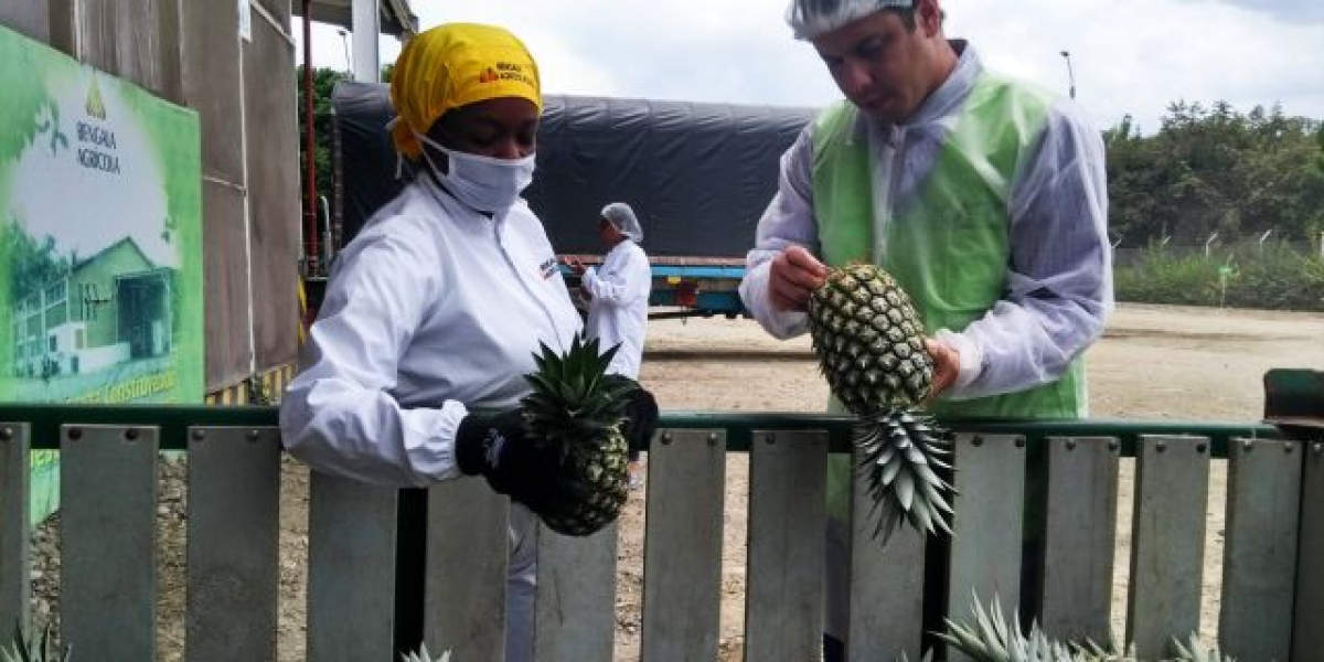 ICA El ICA facilita el comercio e implementa medida temporal en el trámite de certificados para nacionalización de mercancías agropecuarias.