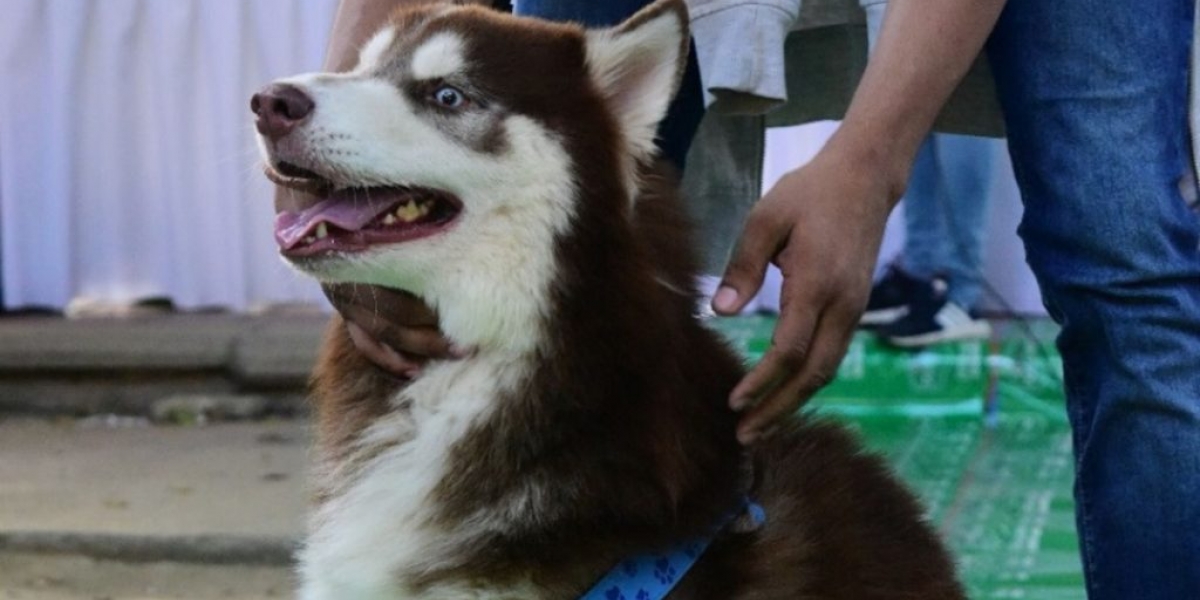 Internet Las mascotas podrán salir de sus casas una vez al día para hacer sus necesidades.