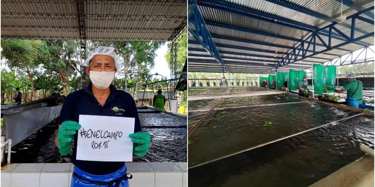 Asbama Este proceso lo realizan gracias a la implementación de adecuaciones en infraestructura que privilegian el distanciamiento social, y de un conjunto de medidas sanitarias para proteger la salud de más de 48.000 trabajadores rurales y sus familias en los tres departamentos.