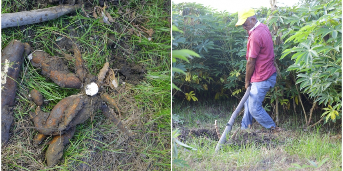 Son cerca de 300 toneladas de yuca sembradas en 30 hectáreas.