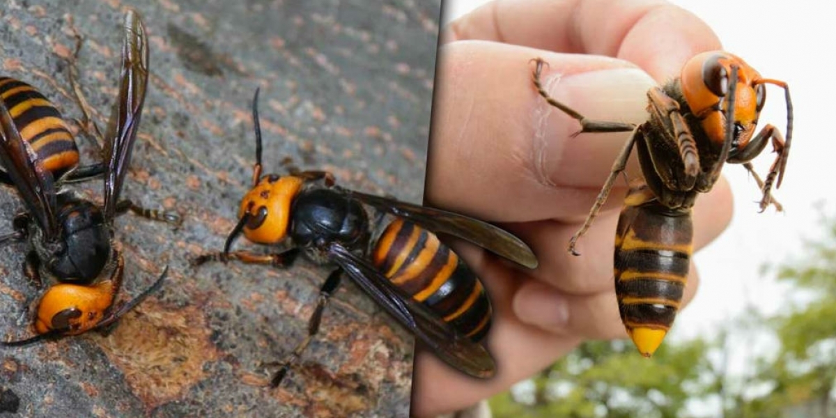 Cortesía La preocupación además radica en que al ser aniquiladores de las abejas quienes cumplen un papel importante en el ecosistema con su proceso de polinización, estos avispones podrían afectar gravemente el medio ambiente, la producción alimenticia y la biodiversidad mundial.