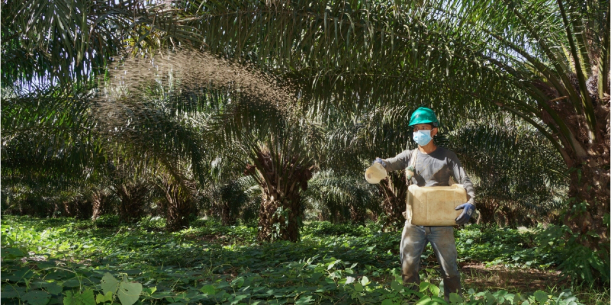 Fedepalma El sector palmero refuerza los protocolos de bioseguridad emitidos por el Ministerio de Salud y Protección Social, los mismos que están orientados a la cadena agroindustrial de la palma de aceite y a las zonas palmeras del país.