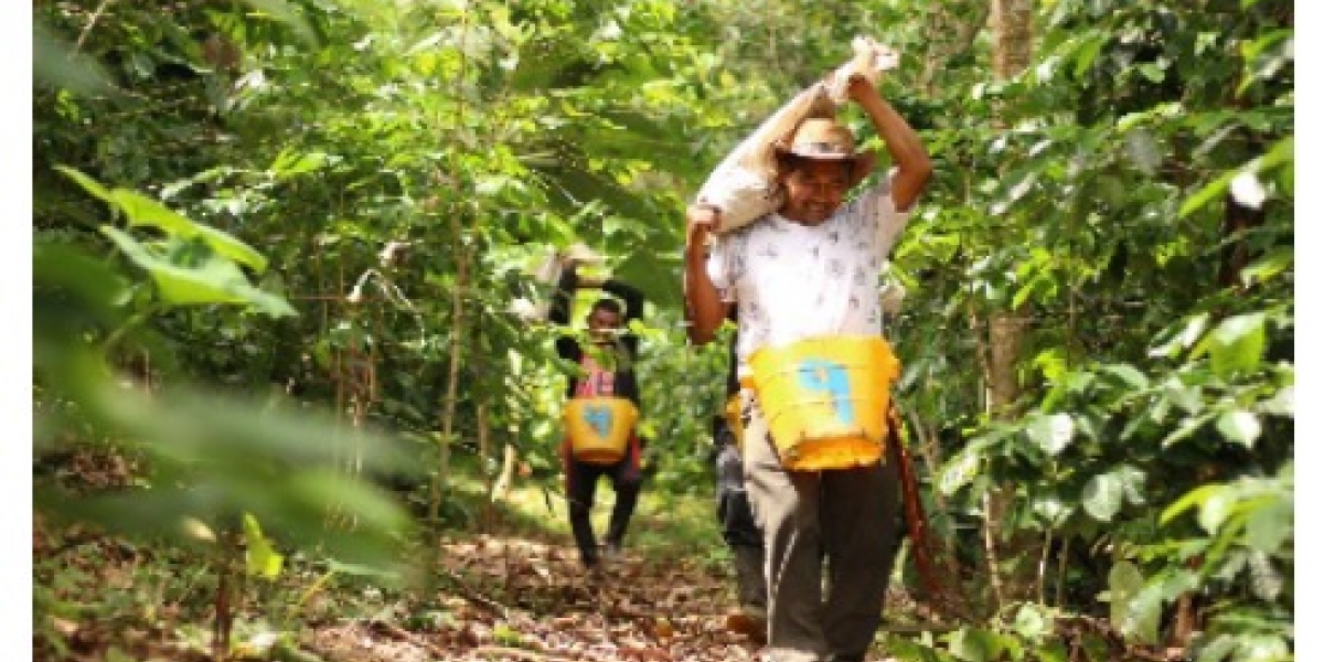 URT El trabajo de estos campesinos, ahora productores de café, dio como resultado un gran logro para la asociación, la firma de un contrato con la Federación Nacional de Cafeteros para exportar 105.000 kilogramos de café orgánico.