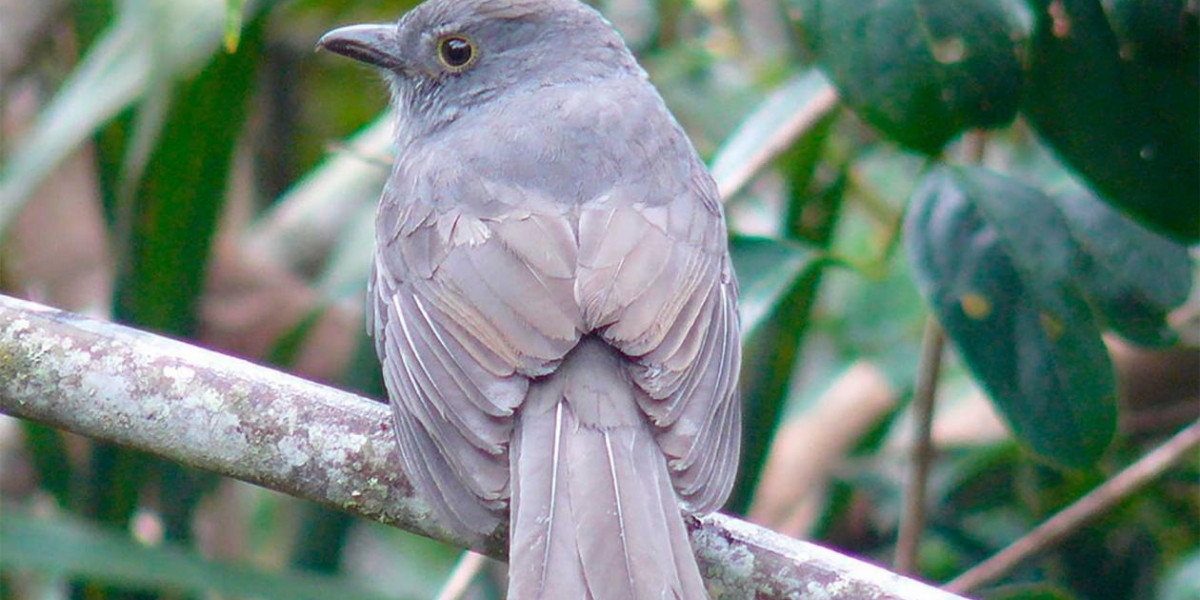 cortesía. Colombia es el segundo país en el planeta con mayor biodiversidad, después de Brasil.