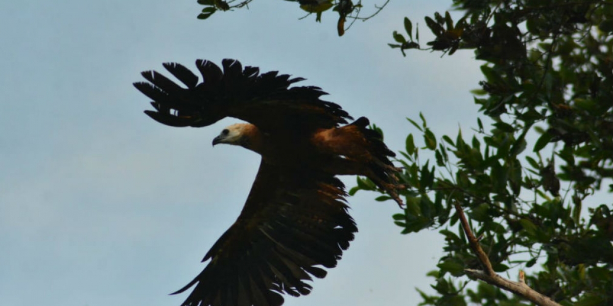 Parques Nacionales Naturales Una de las especies avistadas en el Santuario.