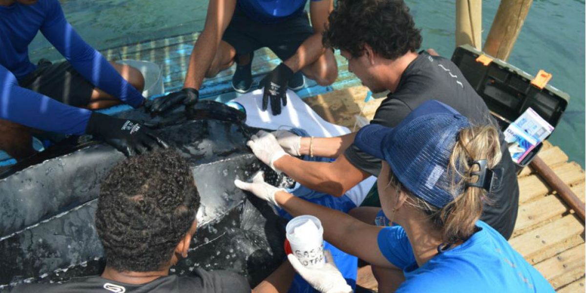 Equipo del acuario atendiendo a una tortuga. Cortesía.