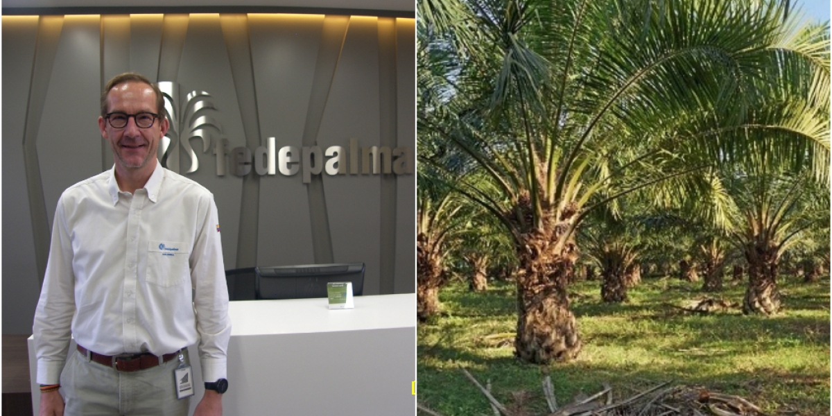 Fedepalma Demanda por aceites vegetales se incrementará a futuro y el aceite de palma será líder por su alta productividad.