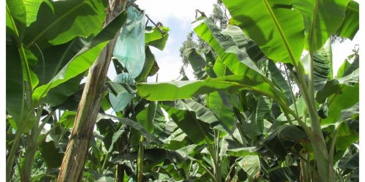 ICA Es la primera exportación de plátano en fresco de este municipio risaraldense, donde los productores han adoptado las Buenas Prácticas Agrícolas