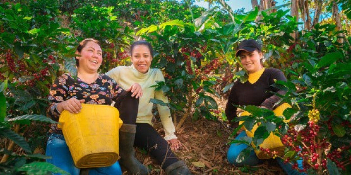 Cortesía Podrás conocer todo lo relacionado con con el café de la Sierra Nevada