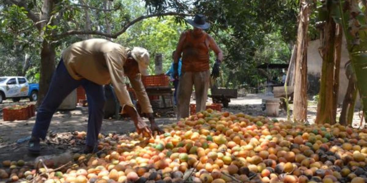 Productores de mango en Magdalena podrían verse beneficiados con la apertura comercial.