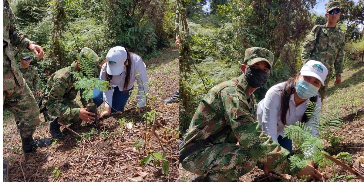 Las siembras se vienen desarrollando en zonas que requieren restauración de ecosistemas 