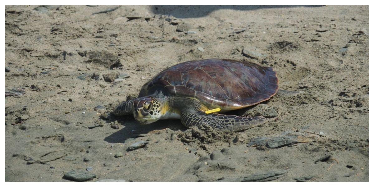 Corpamag Las tortugas fueron rescatadas en el 2020 por el equipo de expertos del Centro de Atención de Fauna Marina.