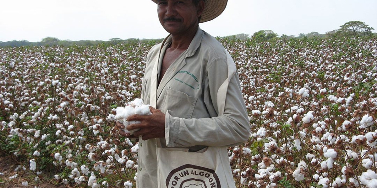 En 2020 se produjo la primera cosecha de algodón nativo orgánico en una estación experimental.