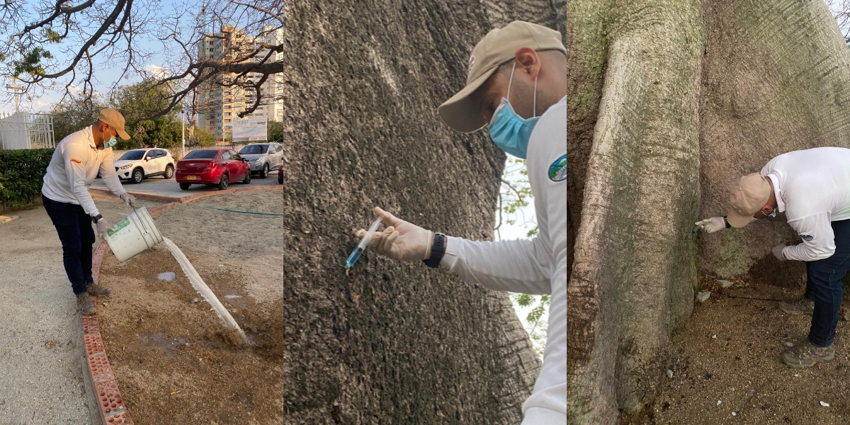 Corpamag brindando cuidados al emblemático árbol. cortesía