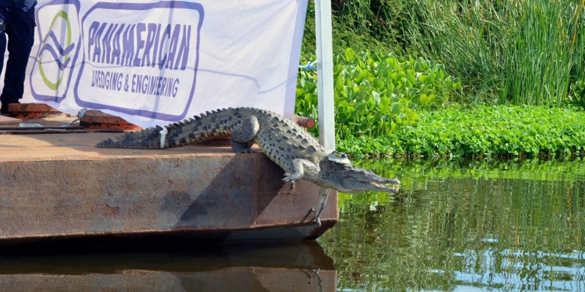 Caimán aguja monitoreado por corpamag. cortesía
