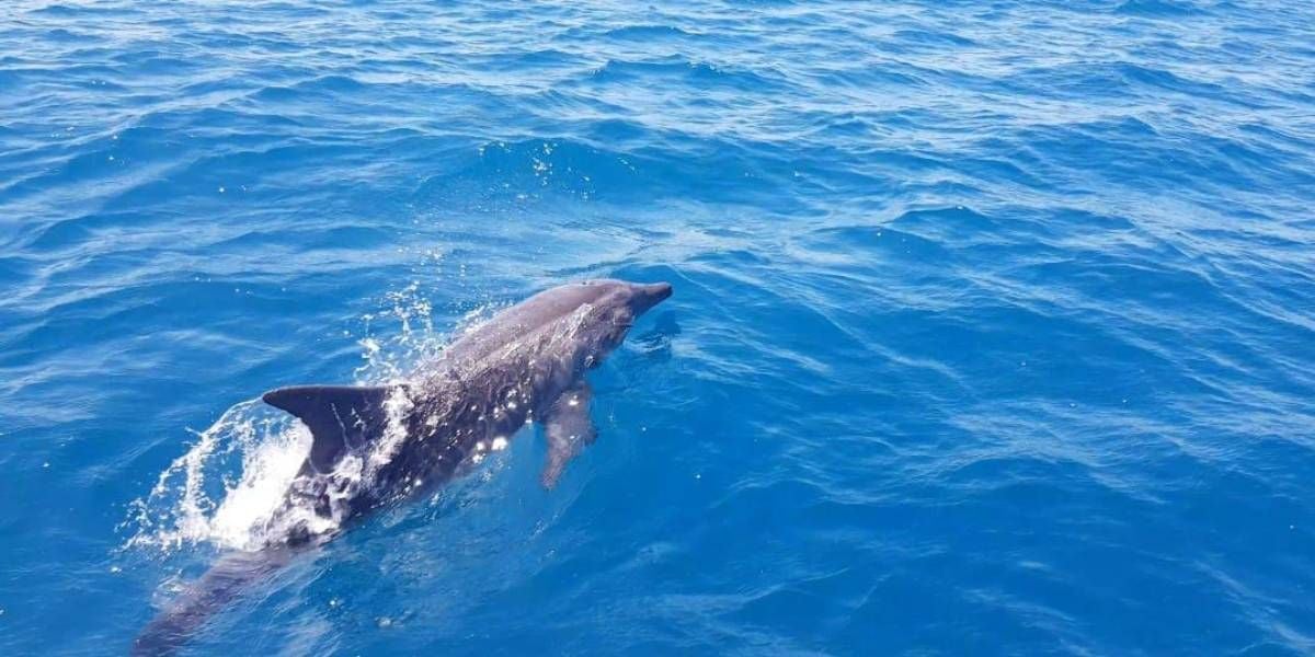 Cortesía Dos especies de delfines han sido avistadas.
