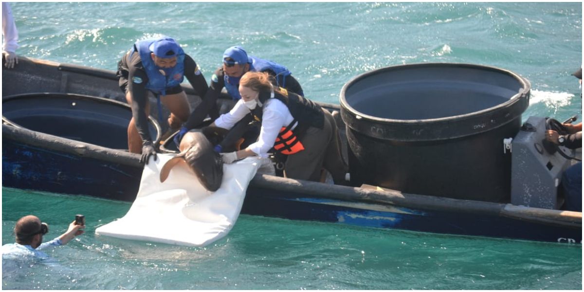 Liberación de uno de los tiburones nodriza. seguimiento.co