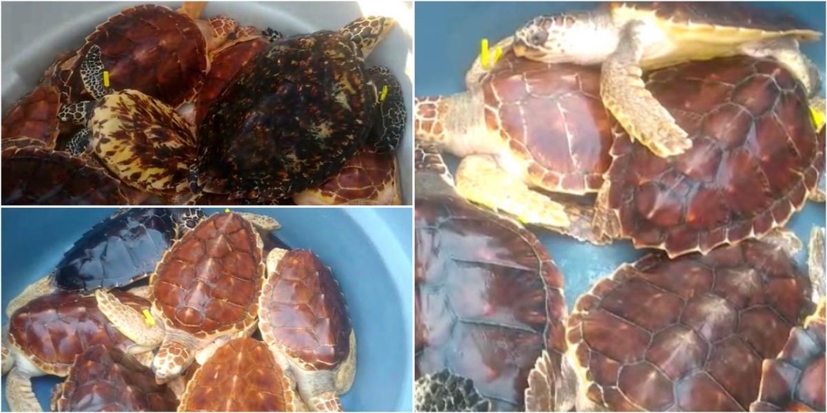 Tortugas liberadas. cortesía