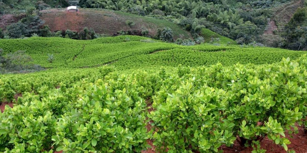 La FM. Cultivos de coca en Colombia.