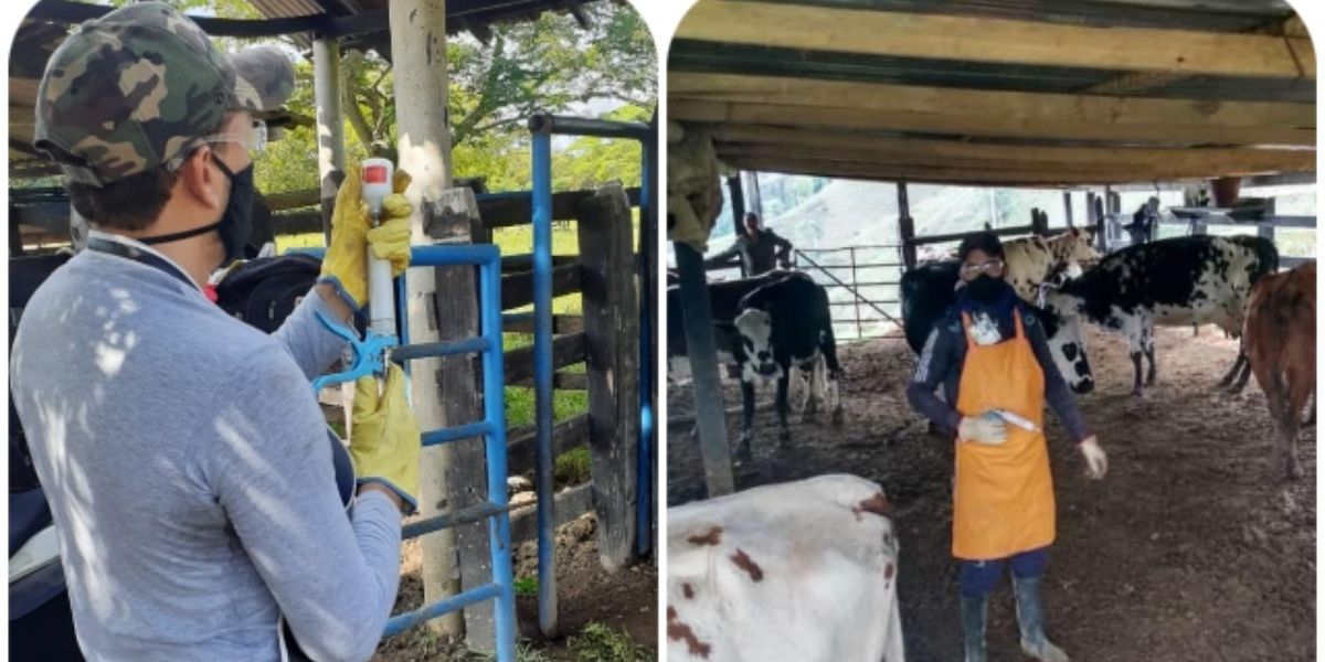 Se aplaza el inicio del ciclo de vacunación contra la fiebre aftosa en el país
