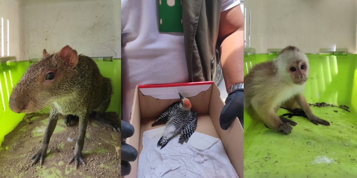Dadsa Algunas de las especies rescatadas.