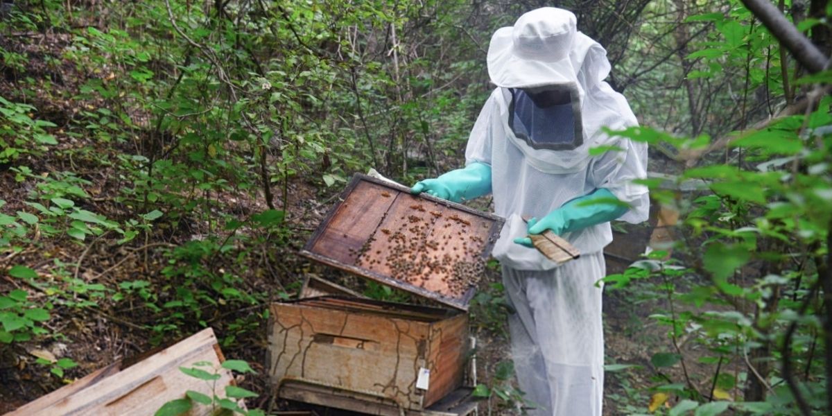 El uso de plaguicidas genera constantemente mortandad de abejas 