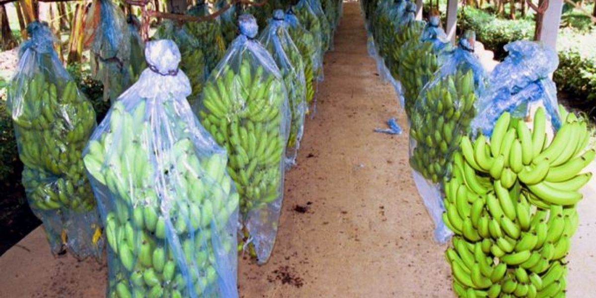Exportaciones de banano