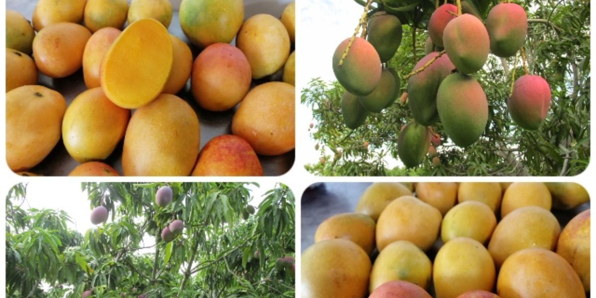 En la actualidad el ICA tiene más de 100 predios autorizados para exportación de mango.