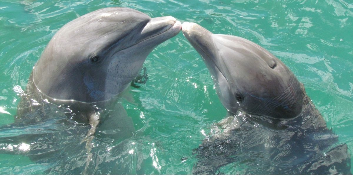 seguimiento Los delfines fueron encontrados por pescadores en Ciénaga- Tasajera