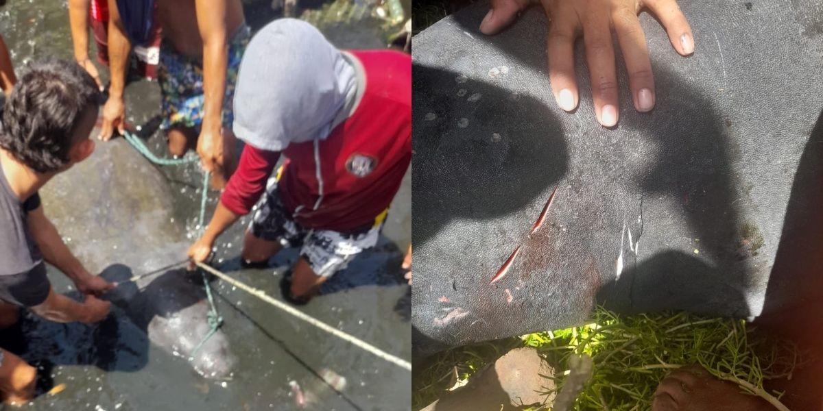 la manatí fue capturada por pescadores en tasajera