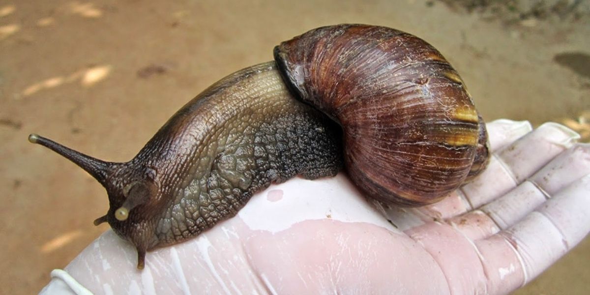Caracol Africano